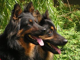 Kopie (2) - chodsky-pes-04-s